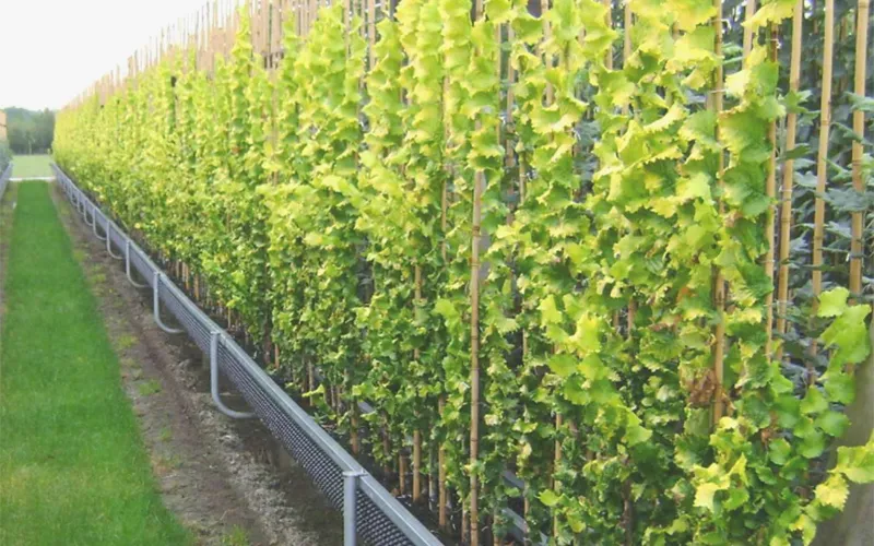 منصة العمل الهوائية ومعدات مناولة المواد للتطبيقات الزراعية